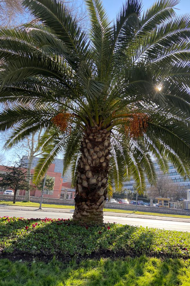 Palm yağı : Her gün yiyoruz!